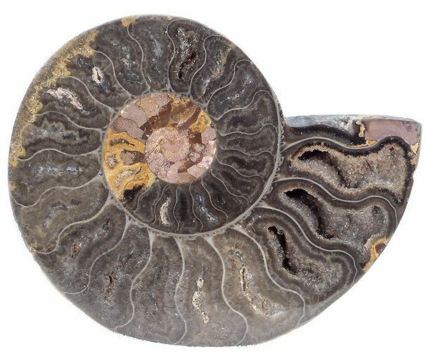 Split Black/Orange Ammonite (Half) - Unusual Coloration #55652